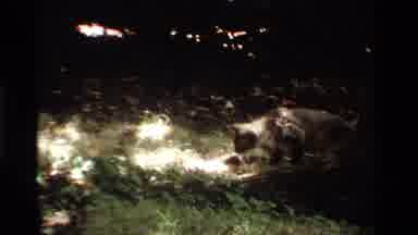 California USA (1984): Cat Scrummaging Through White Cotton Like Material On The