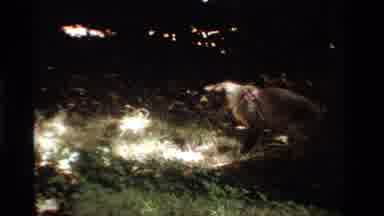California USA (1984): An Animal Playing In Their Individual Habitat