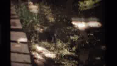 California USA (1984): Dog Playing In The Woods