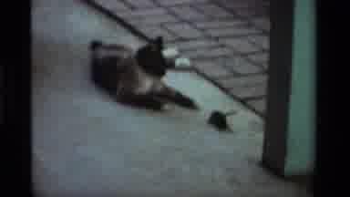 California USA (1984): Big Cat Chilling Near Mouse In Front Center