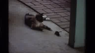 California USA (1984): A Sly-Looking Cat Is Eyeing What Appears To Be A Mouse They