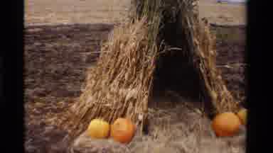 California USA (1984): Lots Of Pumpkin Was Yield In The Field