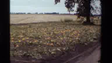California USA (1984): Horse Pulls A Carriage Through A Field Around Them A Swamp