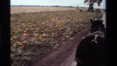 California USA (1984): Pumpkin Patch With Scarecrow On Horse Ride