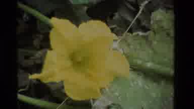 California USA (1984): A Close Up Of A Beautiful Yellow Flower And A Girl And Mom