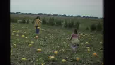 California USA (1984): Picking Up Pumpkins Getting Ready For The Halloween