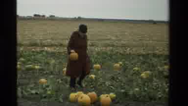 California USA (1984): Woman And A Young Girl Gathering Pumpkins From A Field Full