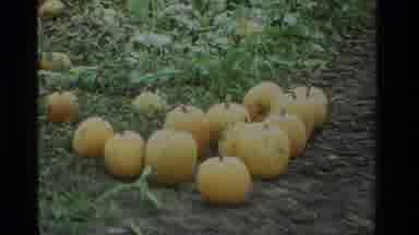 California USA (1984): Some People Are Selling Yellow Colored Large Fruits