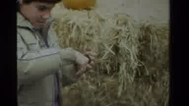 California USA (1984): Girl Plays With Caterpillar In The Hay