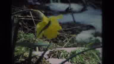 Daffodil Hill California USA (1985): Yellow Flower Growing In An Outdoor