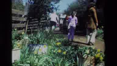 Daffodil Hill California USA (1985): People Walking Past Multiple Potted Plants