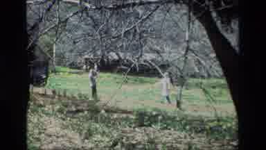 Daffodil Hill California USA (1985): A Woman Picking Flowers And Two People In A
