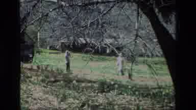 Daffodil Hill California USA (1985): It Is All Started With A Photograph When Our