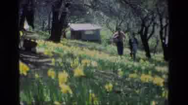 Daffodil Hill California USA (1985): Beautiful Yellow Flowers Blowing In Wind With