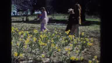 Daffodil Hill California USA (1985): In The Garden Flowers Are Blossoms Very Nice