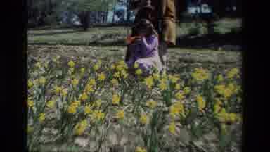Daffodil Hill California USA (1985): A Young Girl Picking Flowers Out In The Big
