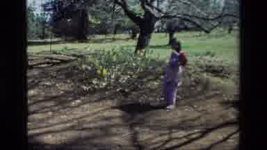 Daffodil Hill California USA (1985): A Little Girl Walking Through A Field Of