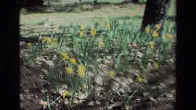 Daffodil Hill California USA (1985): Many Daffodils Growing In The Grass And