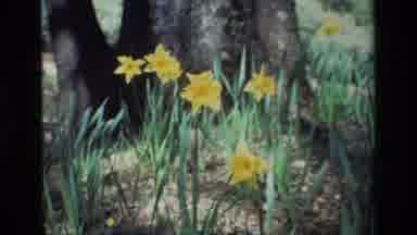 Daffodil Hill California USA (1985): So Beautiful Flower Are There In Front Of The