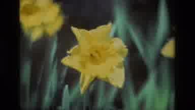 Daffodil Hill California USA (1985): Daffodils In The Garden Blowing In A Gentle