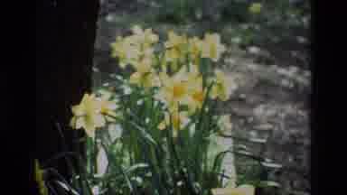 Daffodil Hill California USA (1985): A Bed Of Bright Yellow Daffodils Blowing
