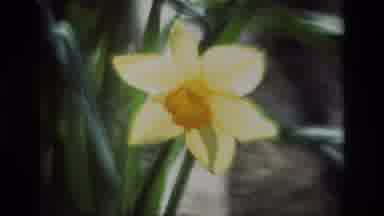 Daffodil Hill California USA (1985): A Yellow Flower Between The Green Grass