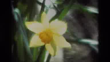 Daffodil Hill California USA (1985): Yellow Daffodils Under An Oak Tree Along The