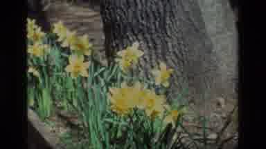 Daffodil Hill California USA (1985): Beautiful Daffodils Next To A Tree