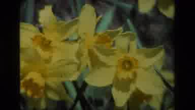 Daffodil Hill California USA (1985): A View Of Pretty Flowers In The Wilderness