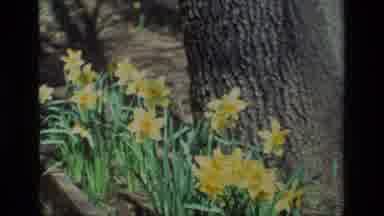 Daffodil Hill California USA (1985): Yellow Tulips Blowing In The Wind In Front Of