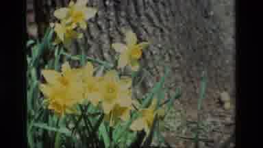 Daffodil Hill California USA (1985): In The Nature There Are Many Flowers That Are