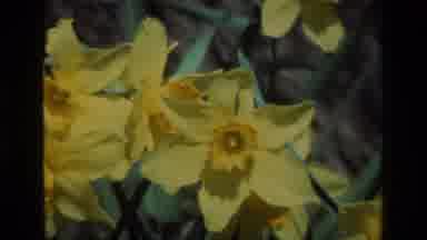 Daffodil Hill California USA (1985): A White And Yellow Flower