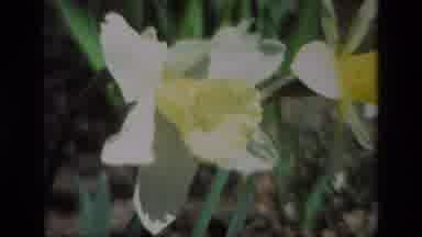 Daffodil Hill California USA (1985): Field Of Yellow Flowers Blowing In The Wind