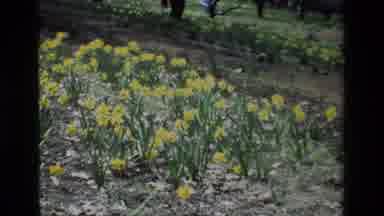 Daffodil Hill California USA (1985): Yellow Flowers With Green Leaves And Stems In