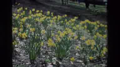 Daffodil Hill California USA (1985): Yellow Flowers With Green Leaves And Stems In