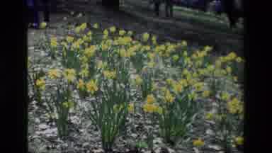Daffodil Hill California USA (1985): A Cluster Of Yellow Daffodils Growing In A