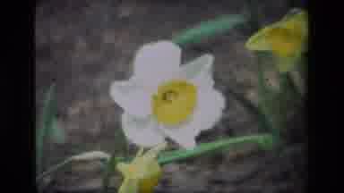 Daffodil Hill California USA (1985): A Group Of Beautiful Flowers Waving In The