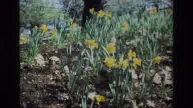 Daffodil Hill California USA (1985): Yellow Flowers Blowing In The Breeze With A