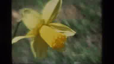 Daffodil Hill California USA (1985): Wild Flowers In The Field And Mountains Gives