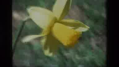 Daffodil Hill California USA (1985): Three People Sitting Down Near A Building