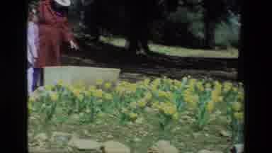 Daffodil Hill California USA (1985): Keep Off The Grass Each Flower Means
