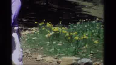 Daffodil Hill California USA-1985: People Walking Through Daffodil Field