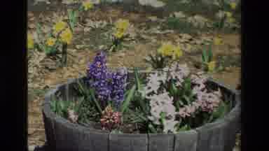 Daffodil Hill California USA (1985): Teenage Girl Touching And Feeling Different