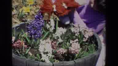 Daffodil Hill California USA (1985): Girl Helps Her Doll Smell The Flowers