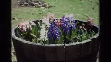 Daffodil Hill California USA (1985): White Purple And Pink Hyacinths Growing In A