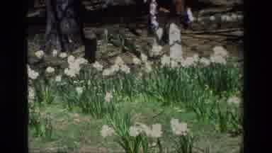 Daffodil Hill California USA (1985): A Field Of Several White Thriving Flowers