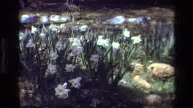 Daffodil Hill California USA (1985): A Beautiful Group Of White Flowers Blowing In