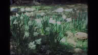 Daffodil Hill California USA (1985): Man Taking Camera Photos Children Near Windy
