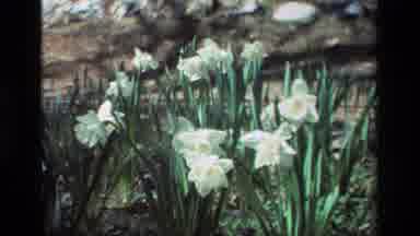 Daffodil Hill California USA (1985): There Are Nice Flowers That Are Blooming