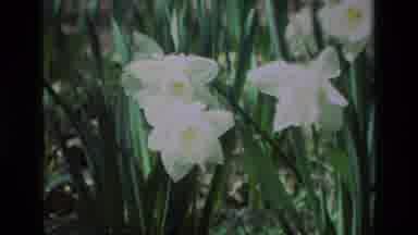 Daffodil Hill California USA (1985): The Beauty Of Flower It Can Give You When It